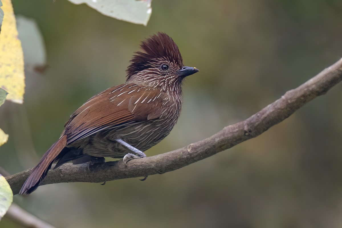 Striated Laughingthrush - ML617985058