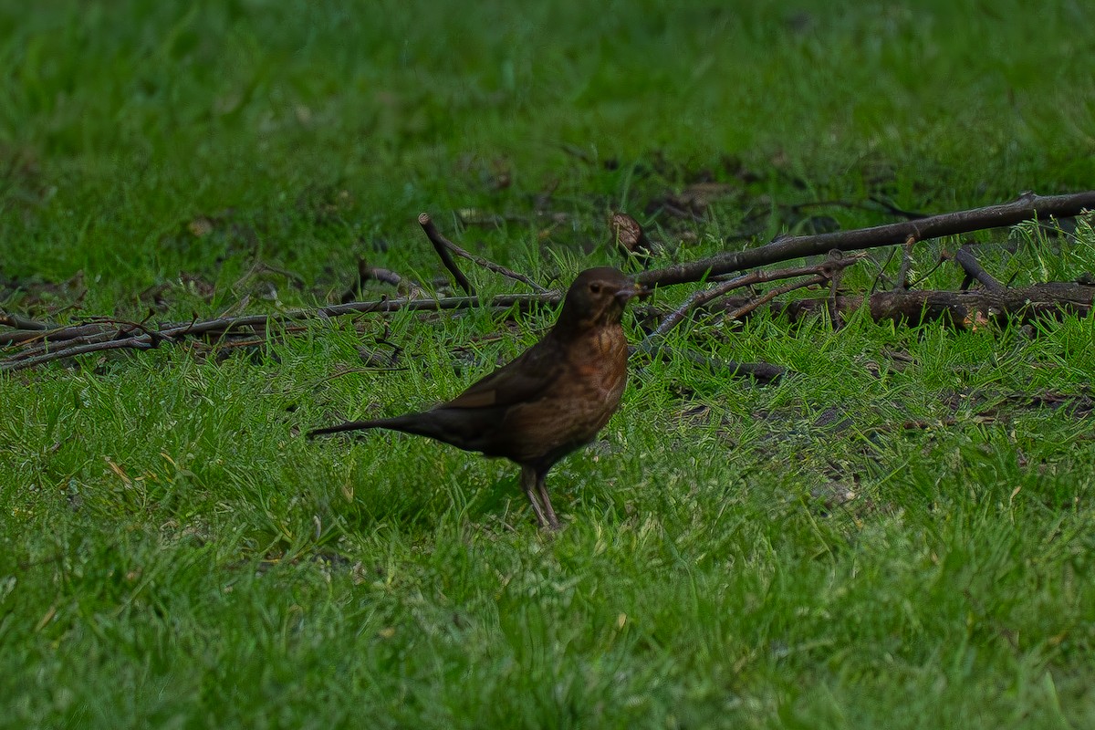 Eurasian Blackbird - Timothy Flynn