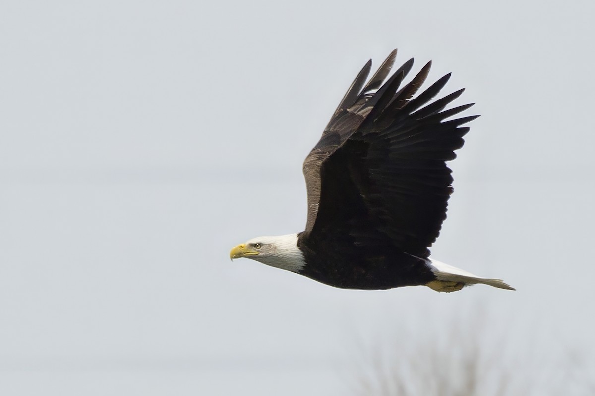 Weißkopf-Seeadler - ML617985062