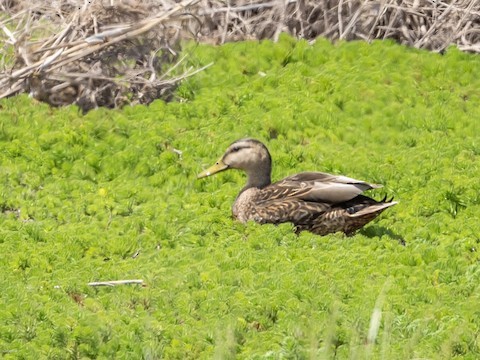 Mallard x Mexican Duck (hybrid) - Gretchen Knipshild