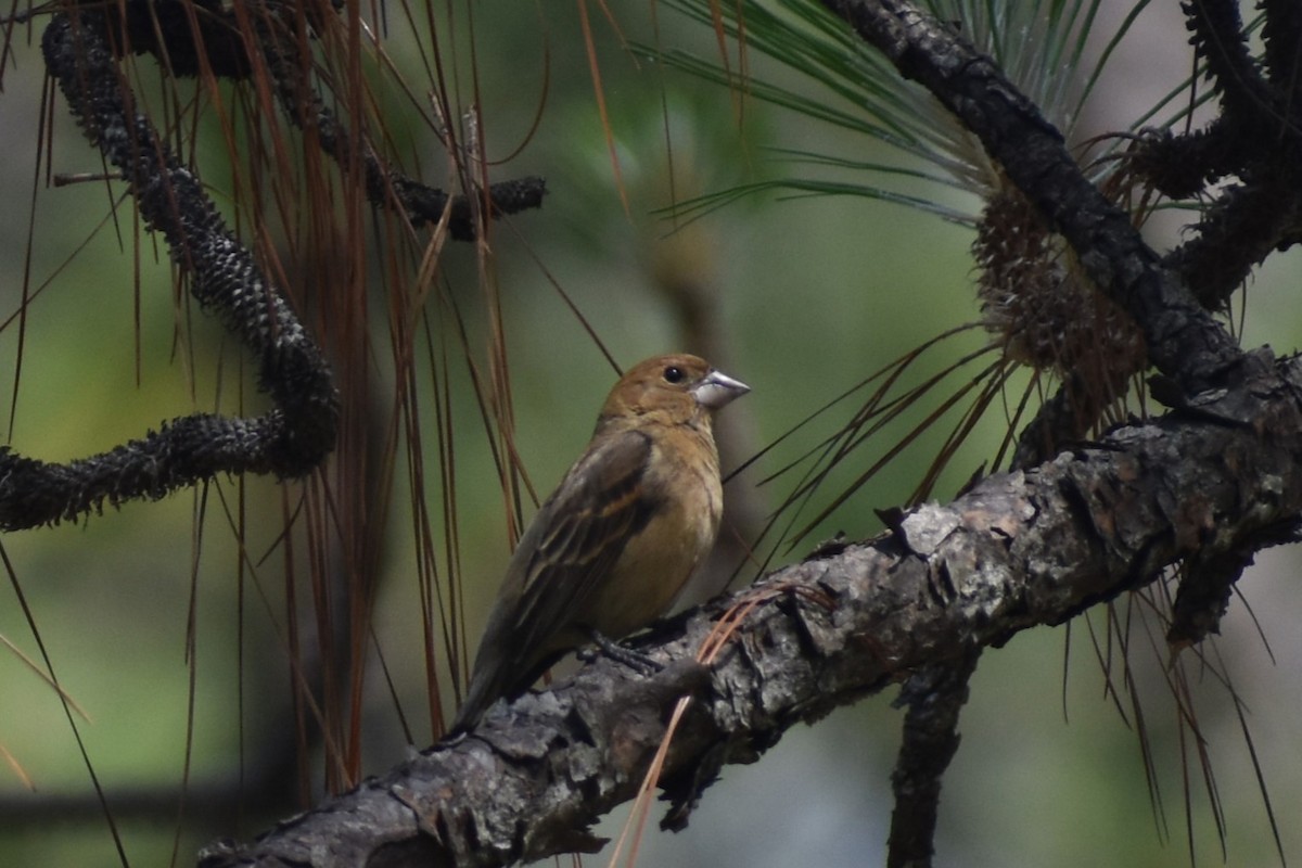 Blue Grosbeak - Douglas Hamm