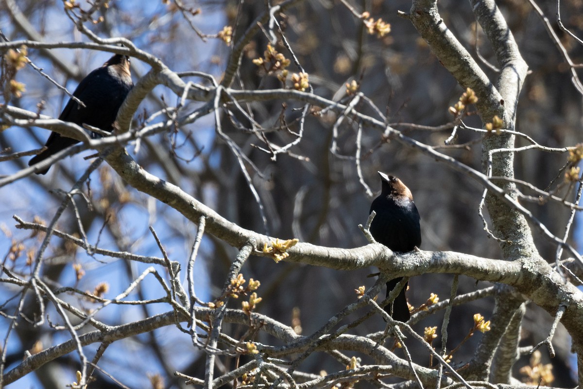 Brown-headed Cowbird - ML617985118