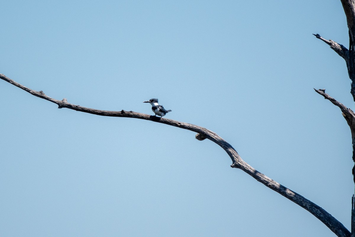 Belted Kingfisher - ML617985157