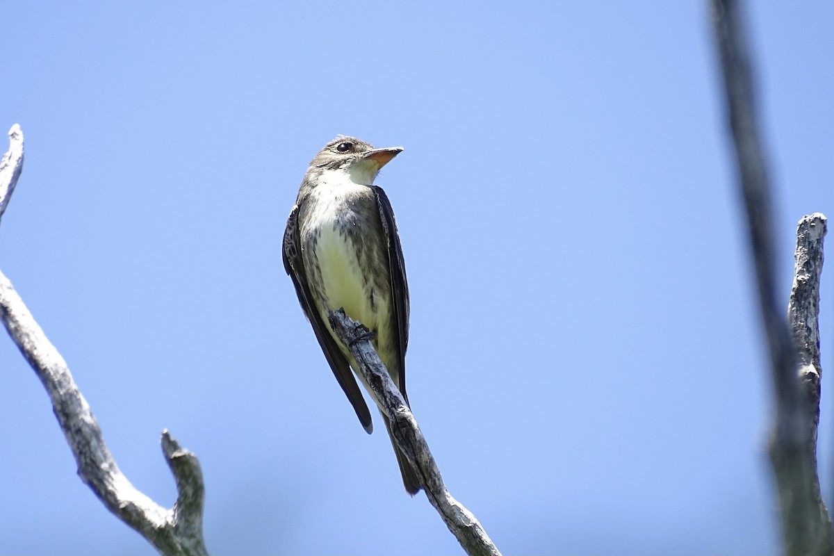 Olive-sided Flycatcher - ML617985167