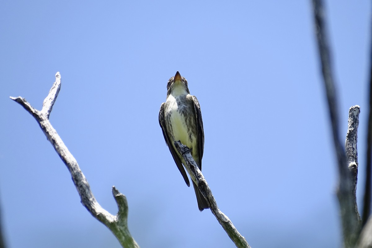 Olive-sided Flycatcher - ML617985170