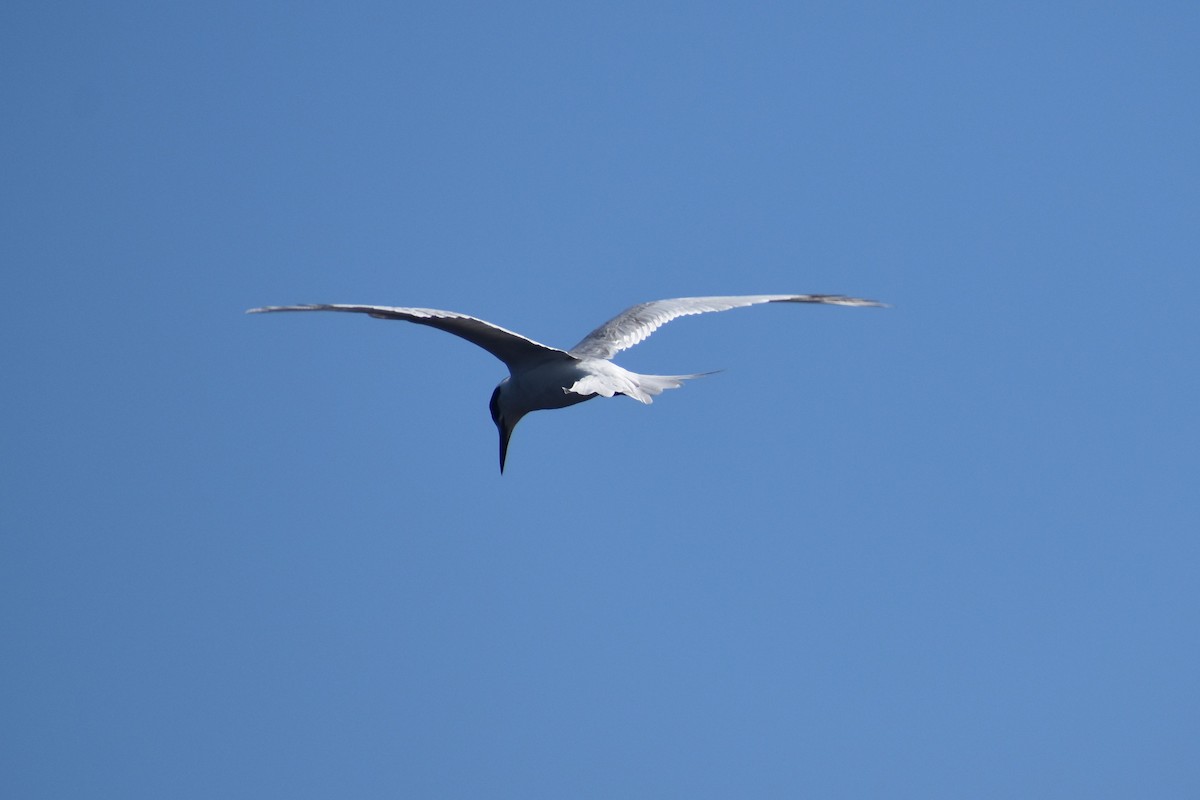 Forster's Tern - ML617985217