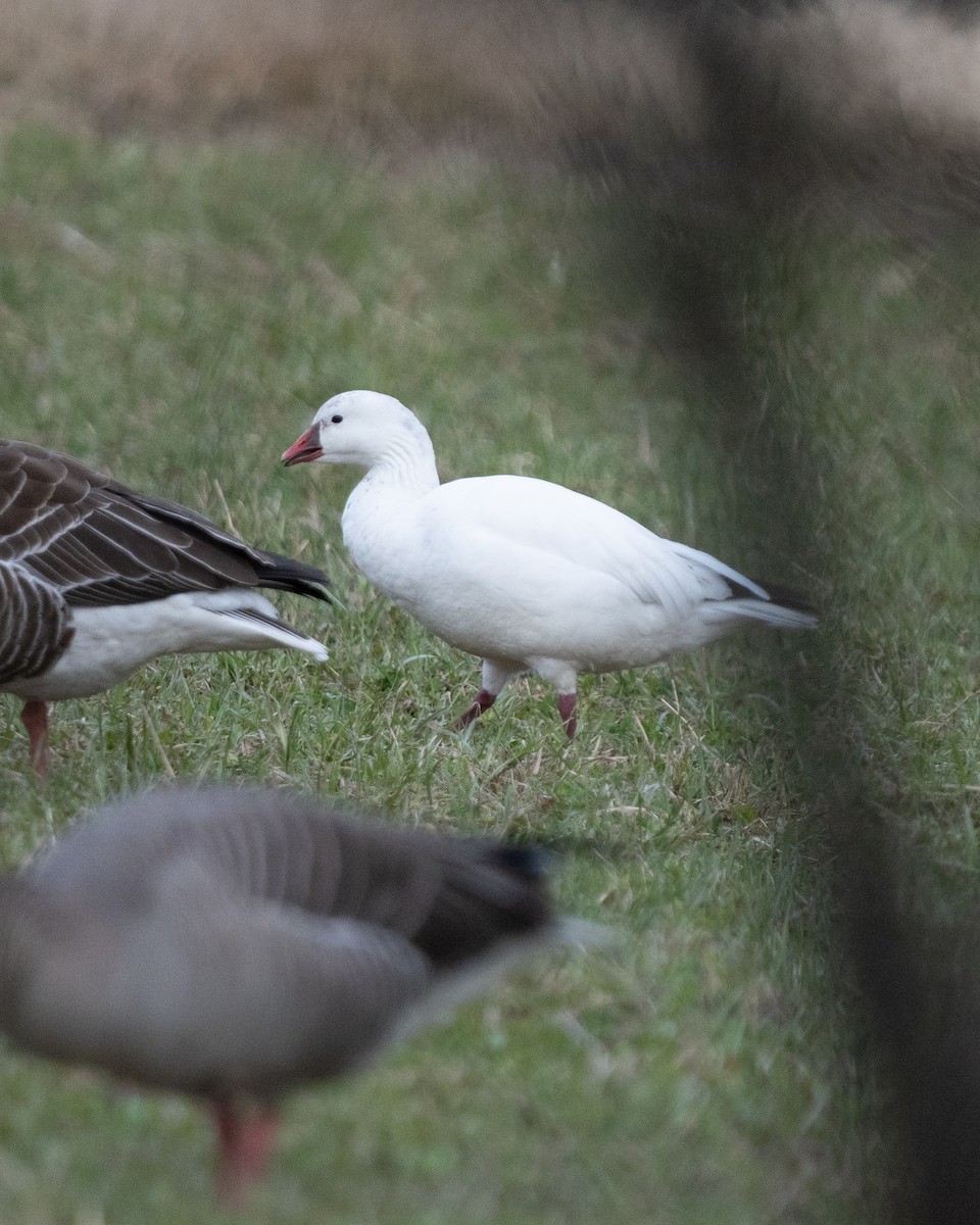 Snow x Ross's Goose (hybrid) - ML617985225