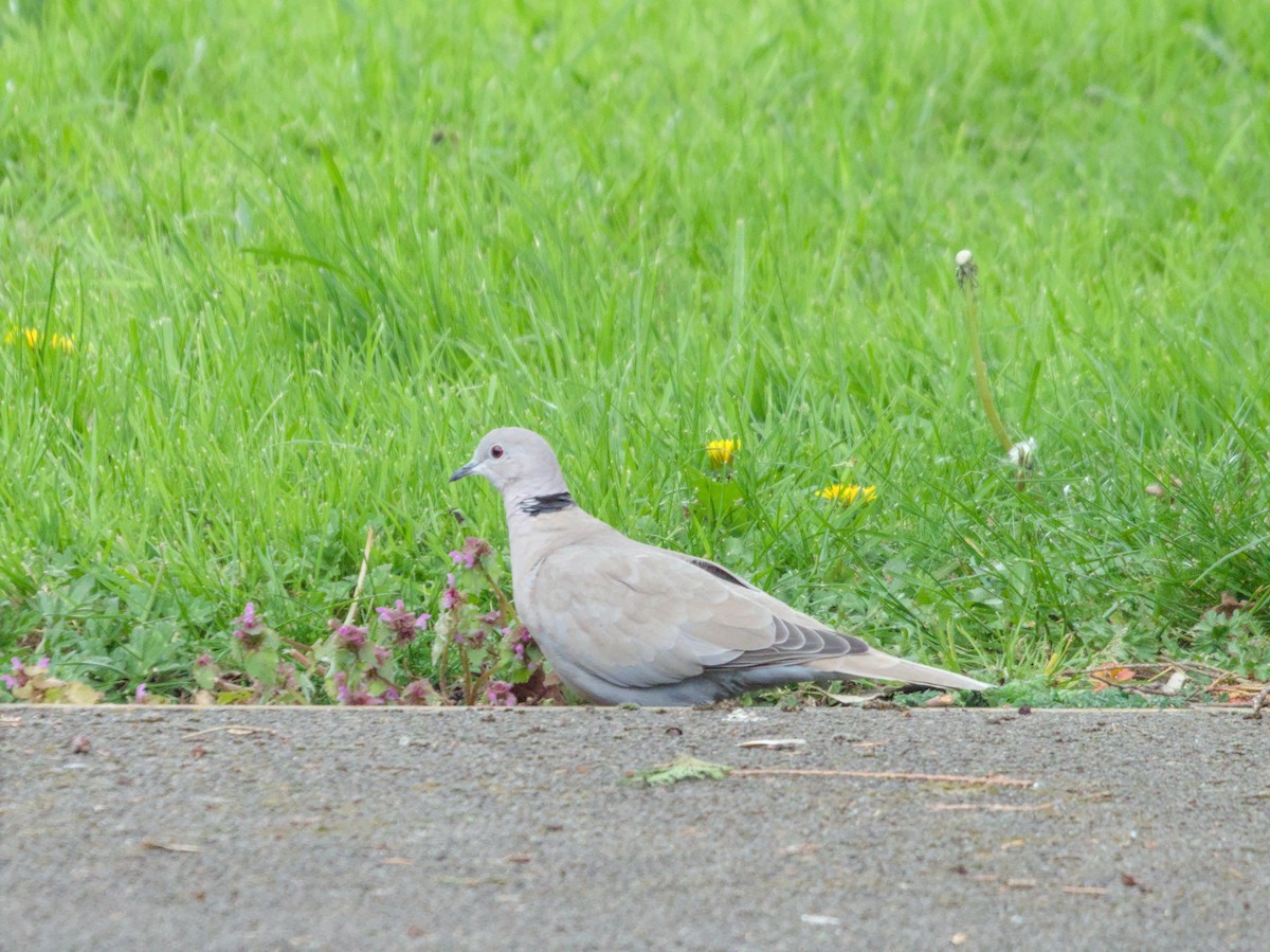 Eurasian Collared-Dove - ML617985251