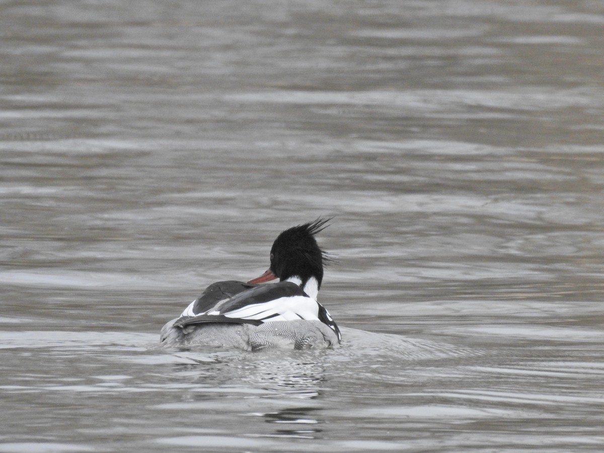 Red-breasted Merganser - ML617985253