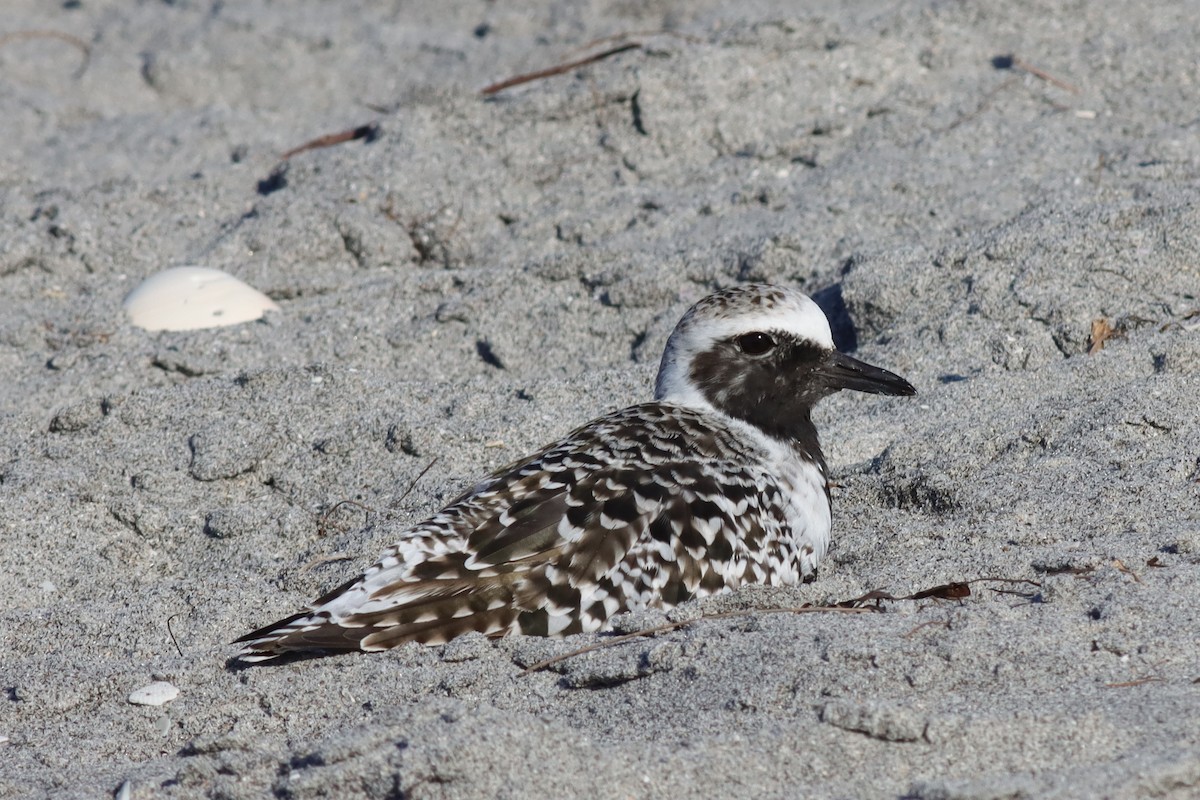 Black-bellied Plover - ML617985264