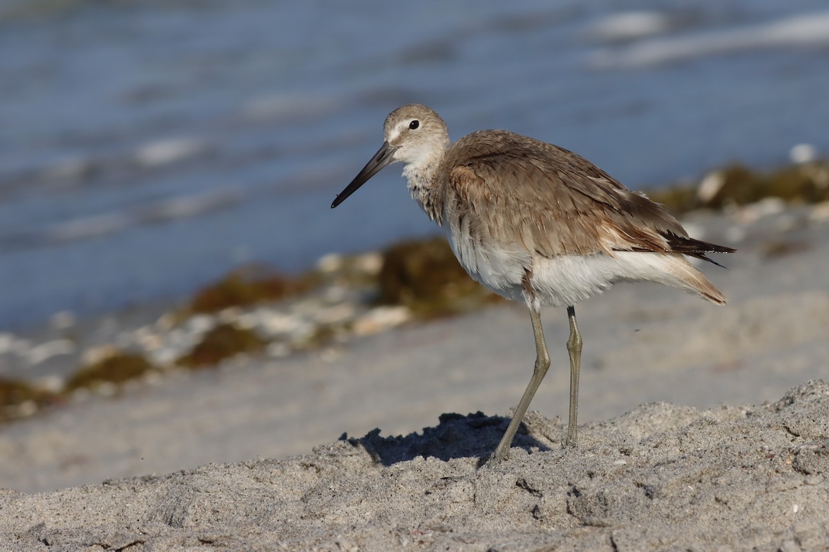 Willet - ML617985278