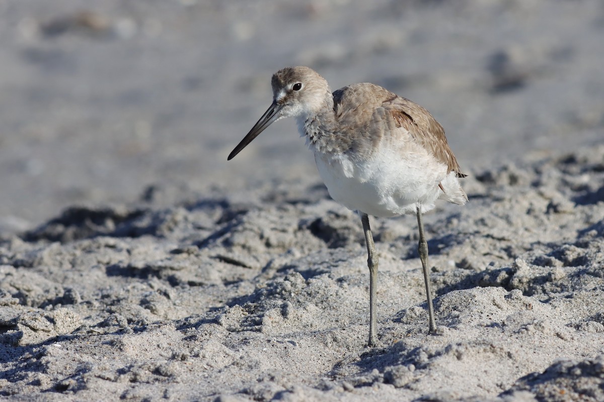 Willet - ML617985279