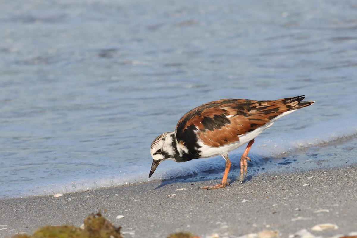 Ruddy Turnstone - ML617985288