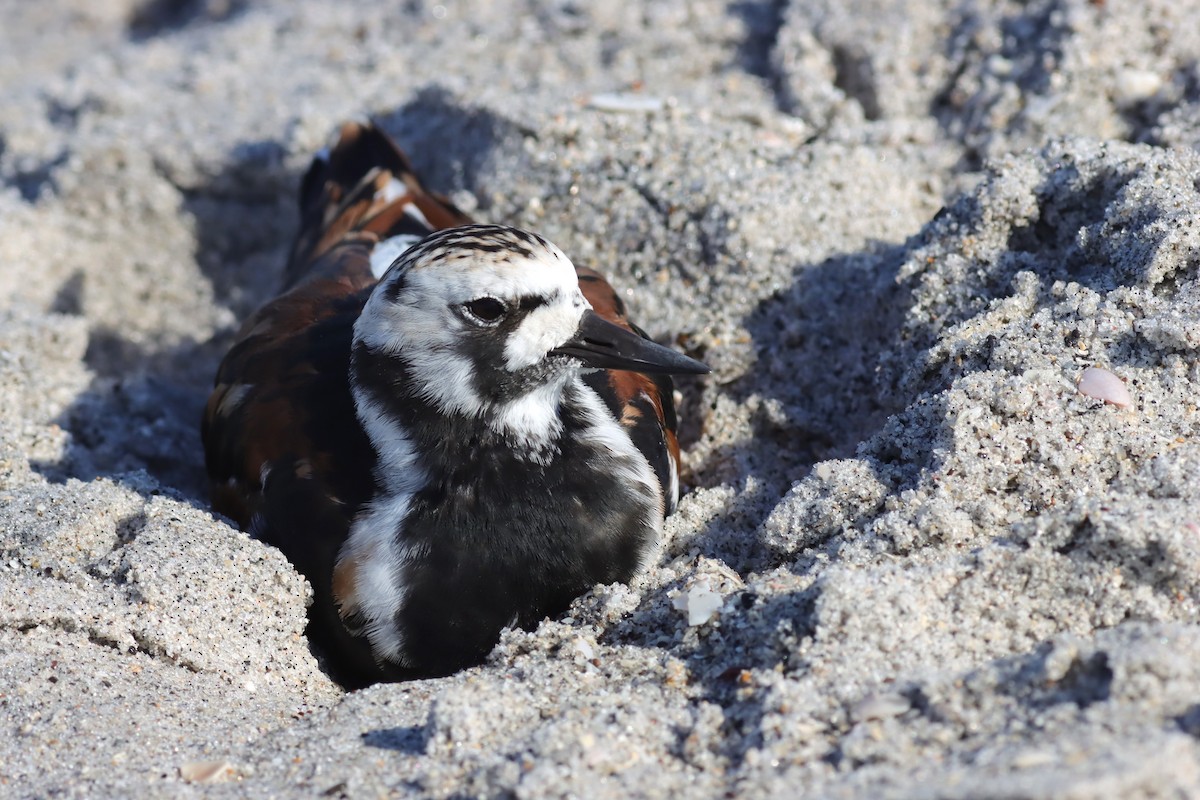 Ruddy Turnstone - ML617985290