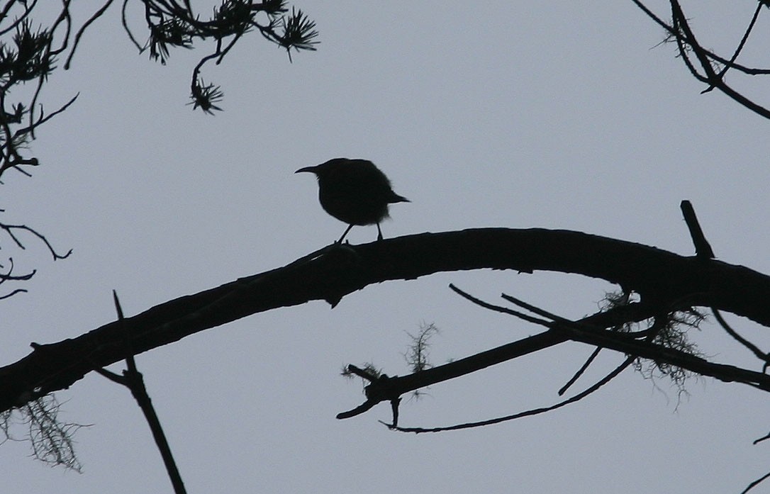 Hawaii-Amakihikleidervogel - ML617985316