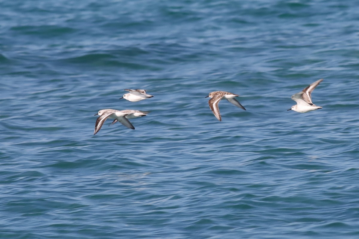 Bécasseau sanderling - ML617985330