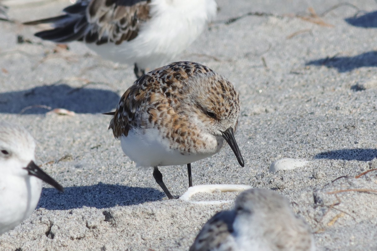 Bécasseau sanderling - ML617985331