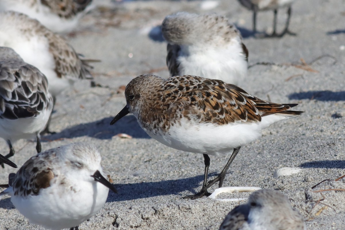 Bécasseau sanderling - ML617985332