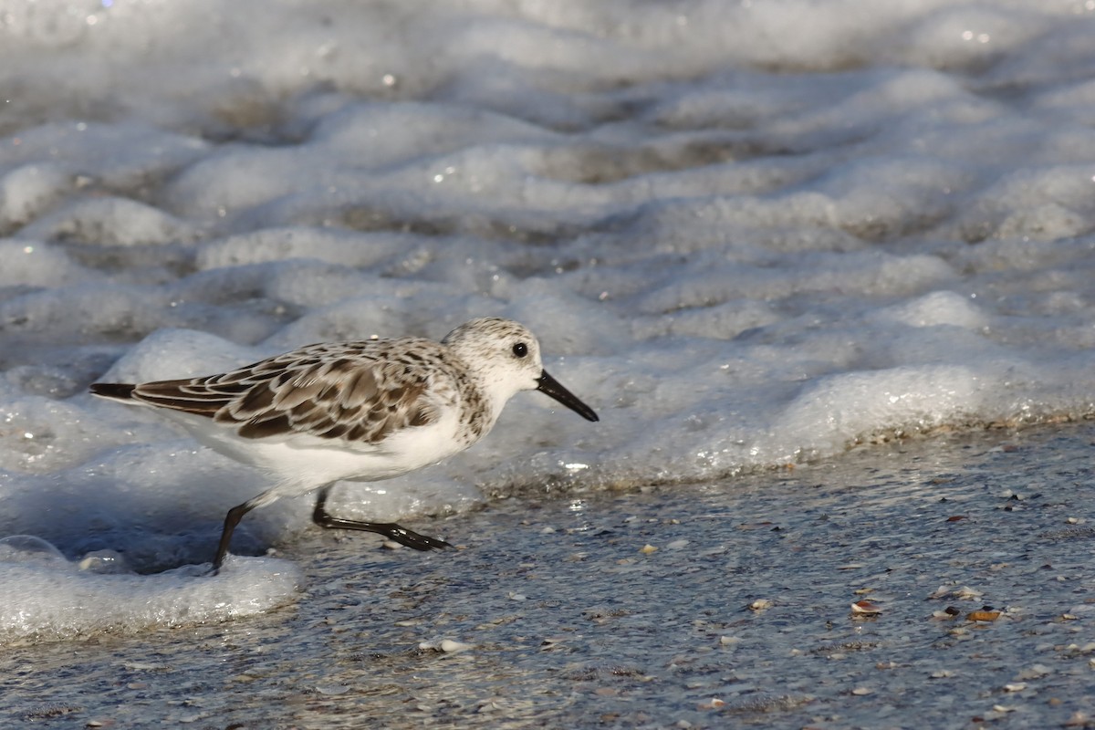 Bécasseau sanderling - ML617985333