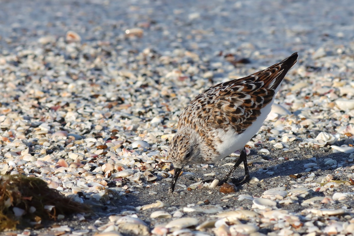 Bécasseau sanderling - ML617985335