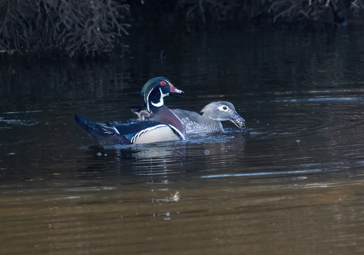 Wood Duck - ML617985348