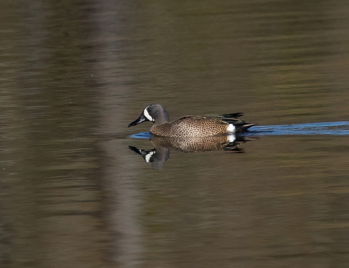 Blue-winged Teal - ML617985358