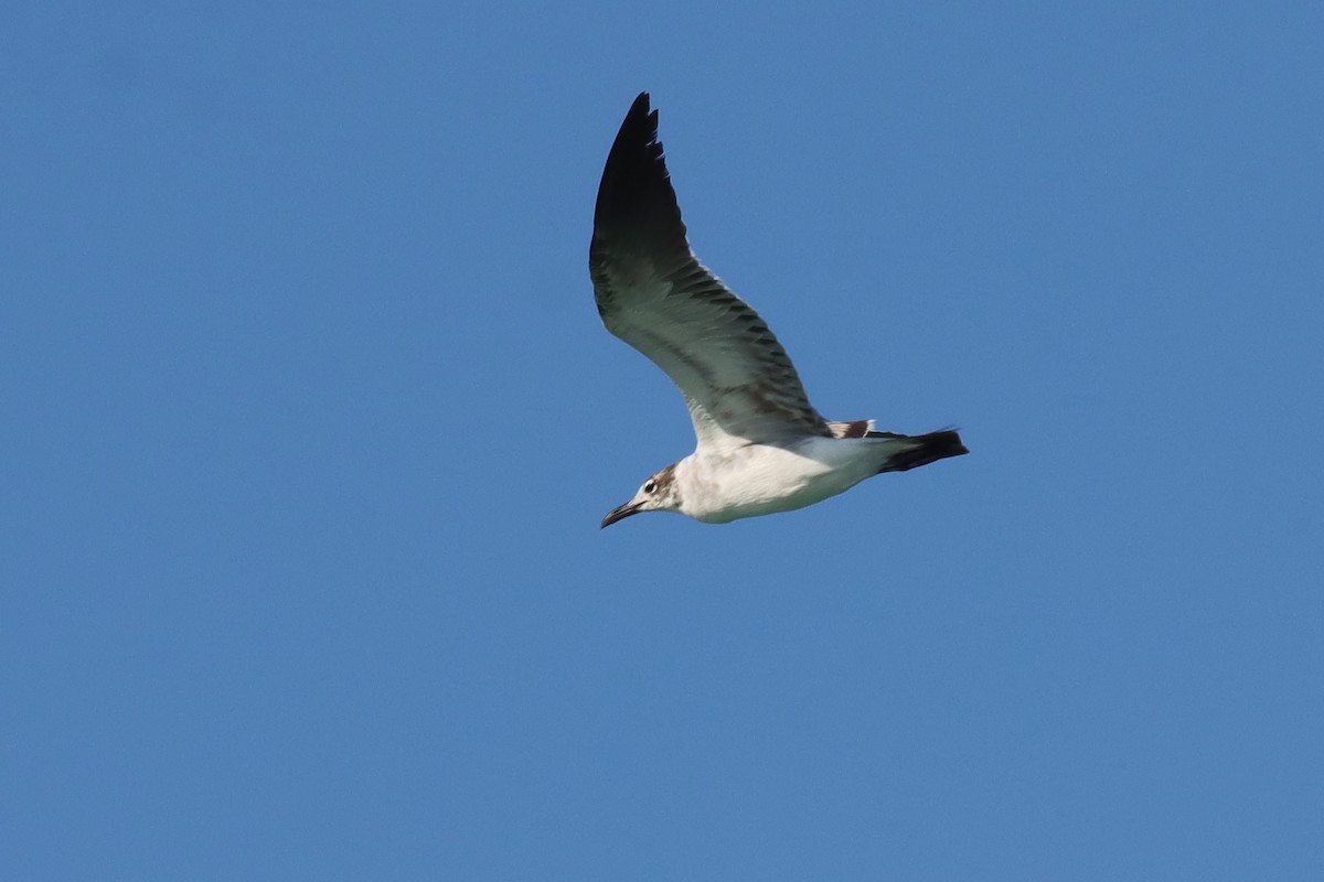 Mouette atricille - ML617985363