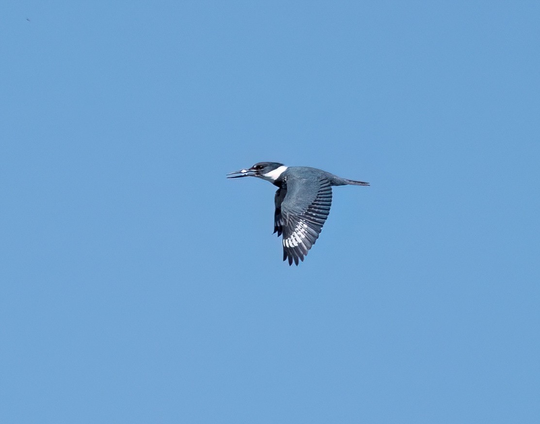 Belted Kingfisher - ML617985381