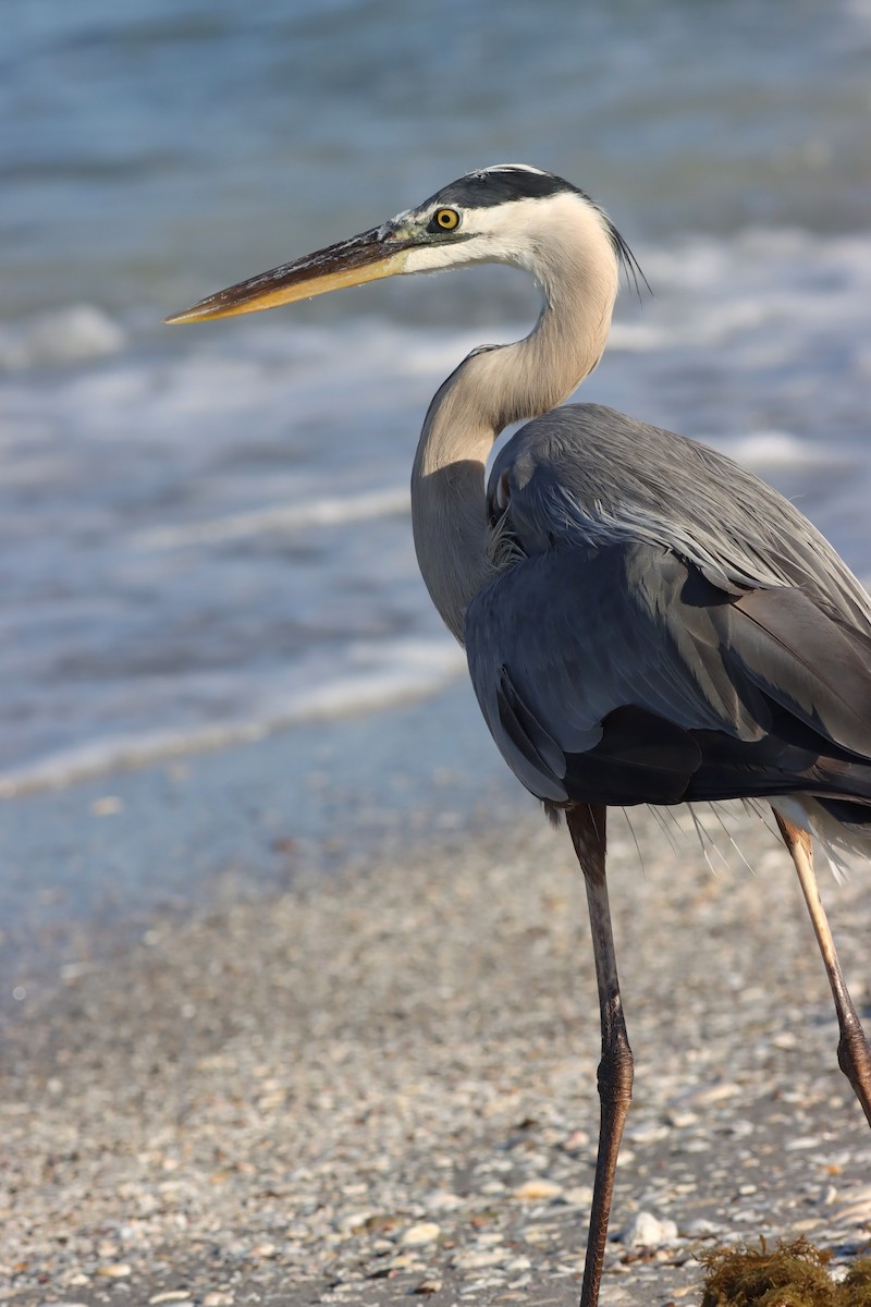 Great Blue Heron - ML617985382