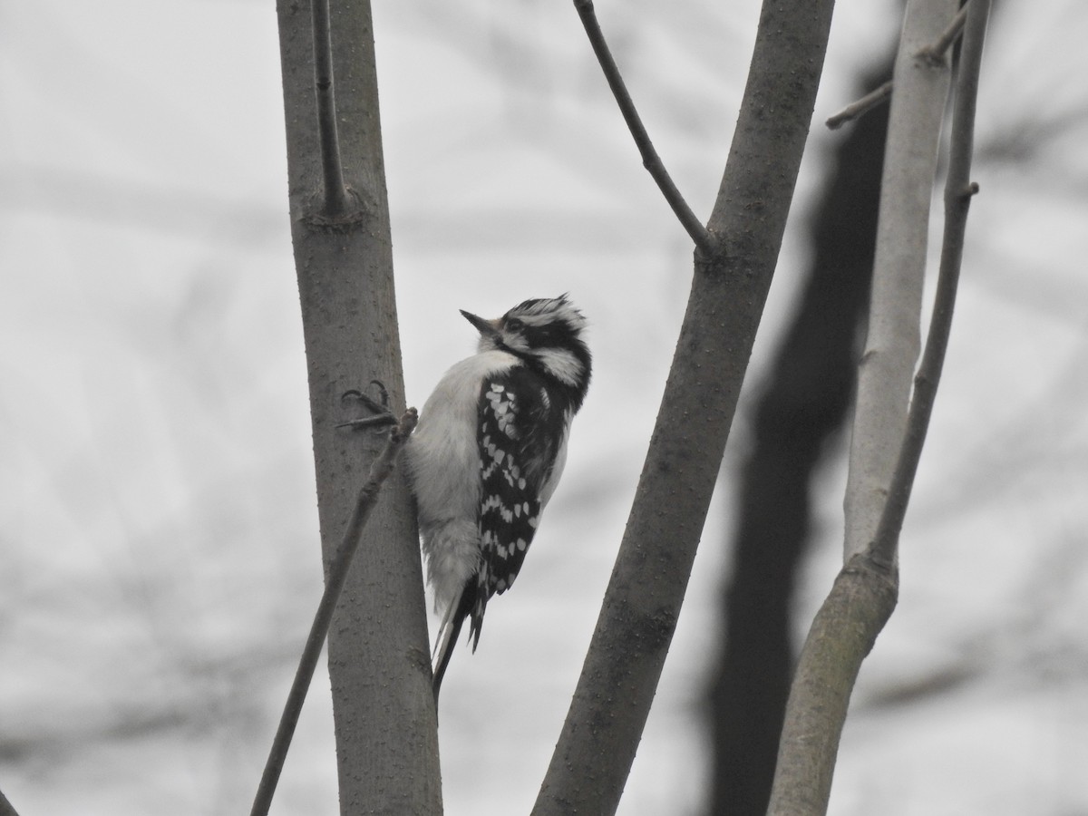 Downy Woodpecker - ML617985388