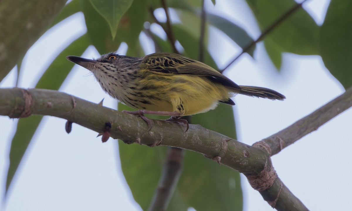 Spotted Tody-Flycatcher - ML617985393