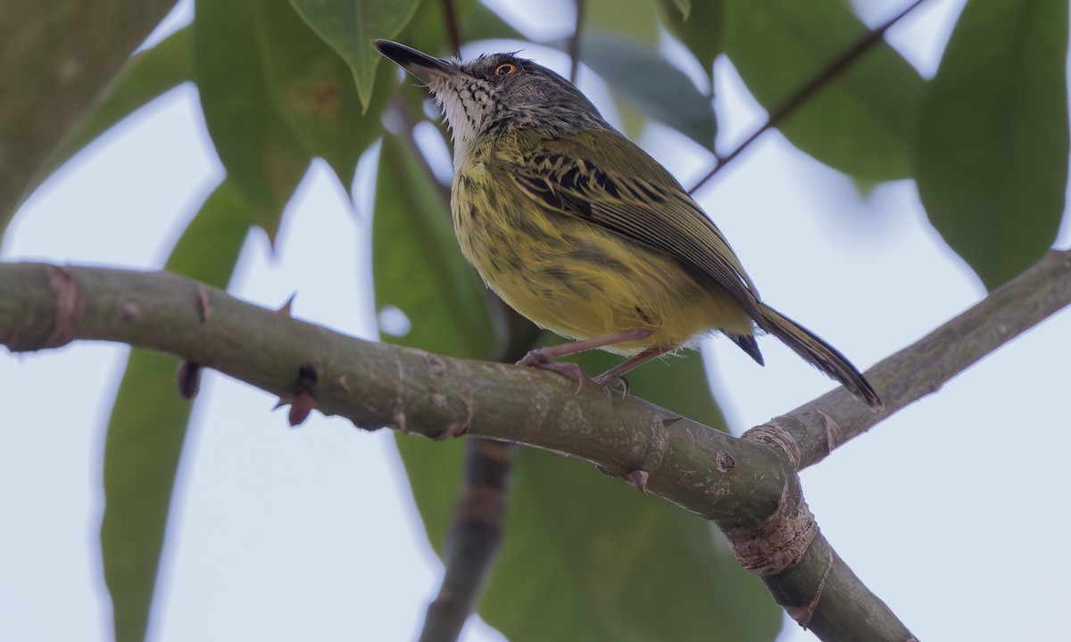 Spotted Tody-Flycatcher - ML617985397