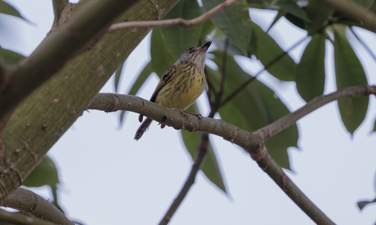 Spotted Tody-Flycatcher - ML617985399