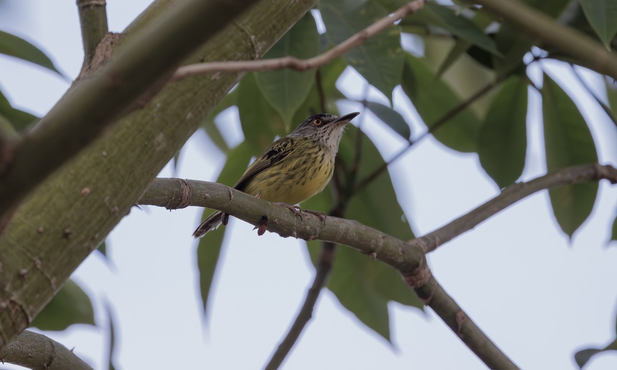 Spotted Tody-Flycatcher - ML617985400