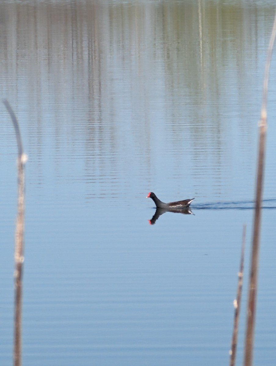 Common Gallinule - ML617985432