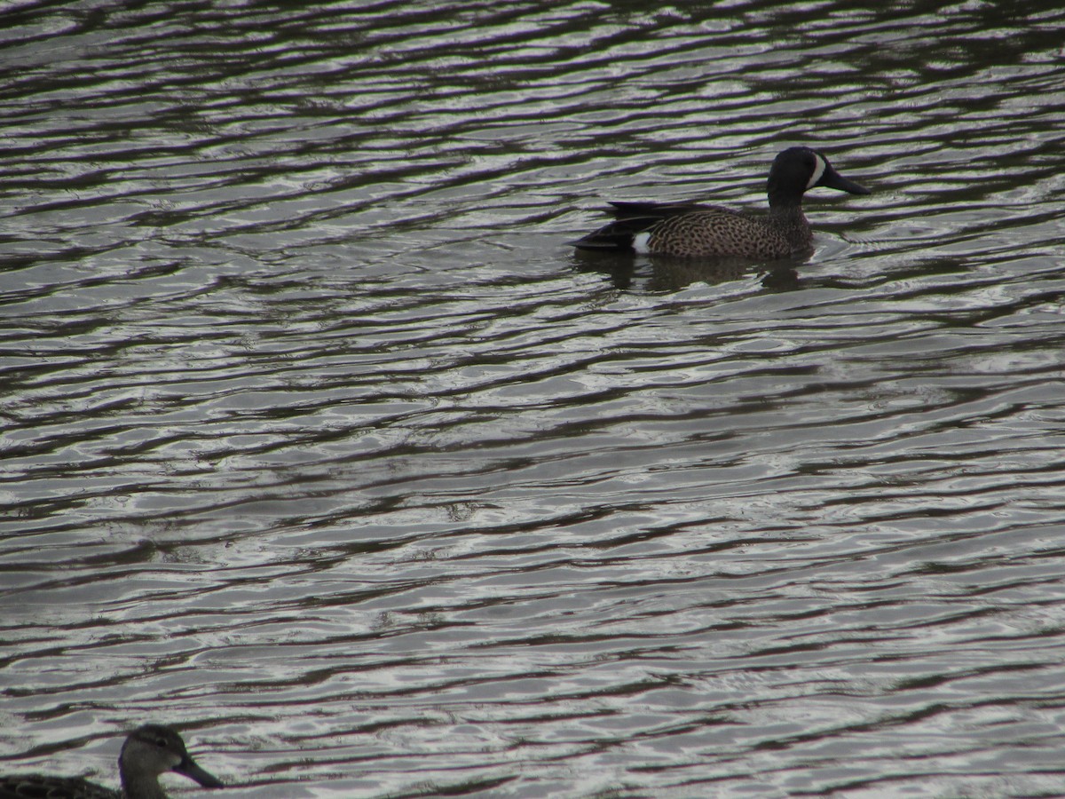 Blue-winged Teal - Mark Rhodes