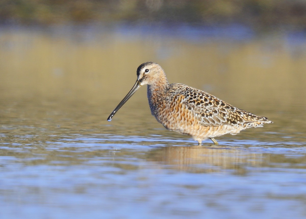 Long-billed Dowitcher - ML617985468