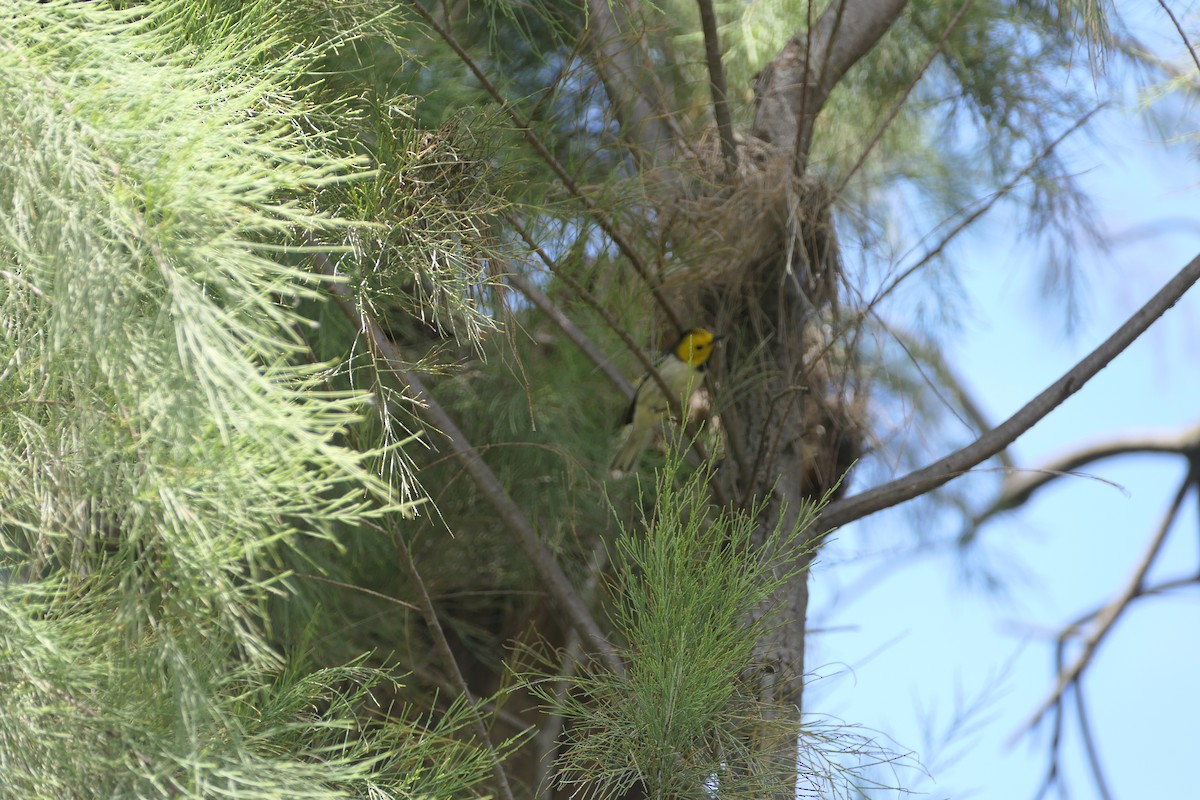 Hermit Warbler - ML617985487