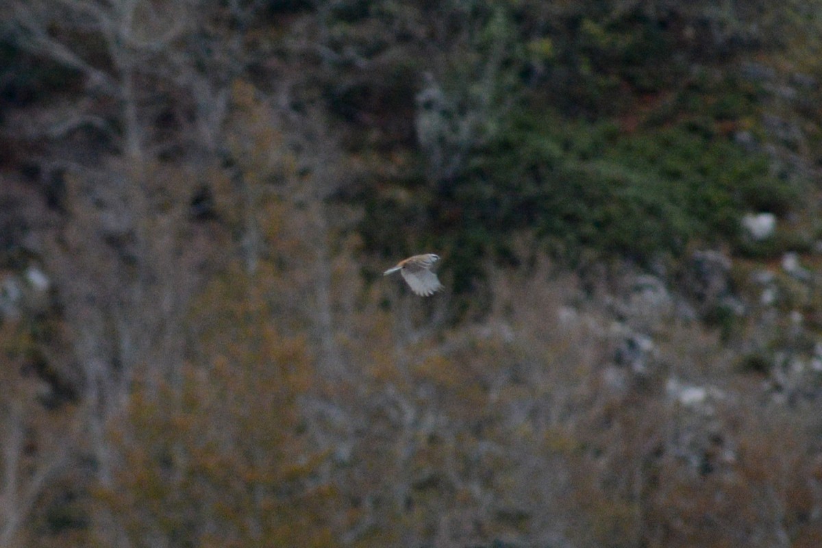 Rock Bunting - ML617985503