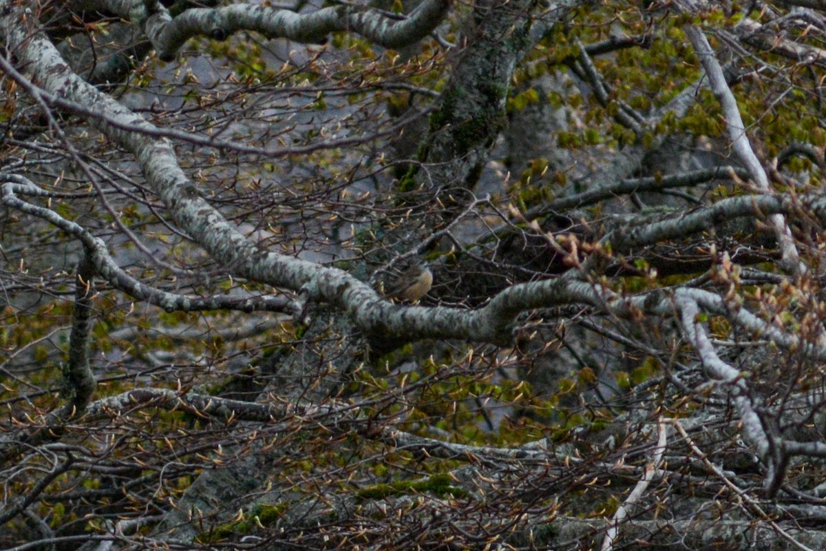 Rock Bunting - ML617985504