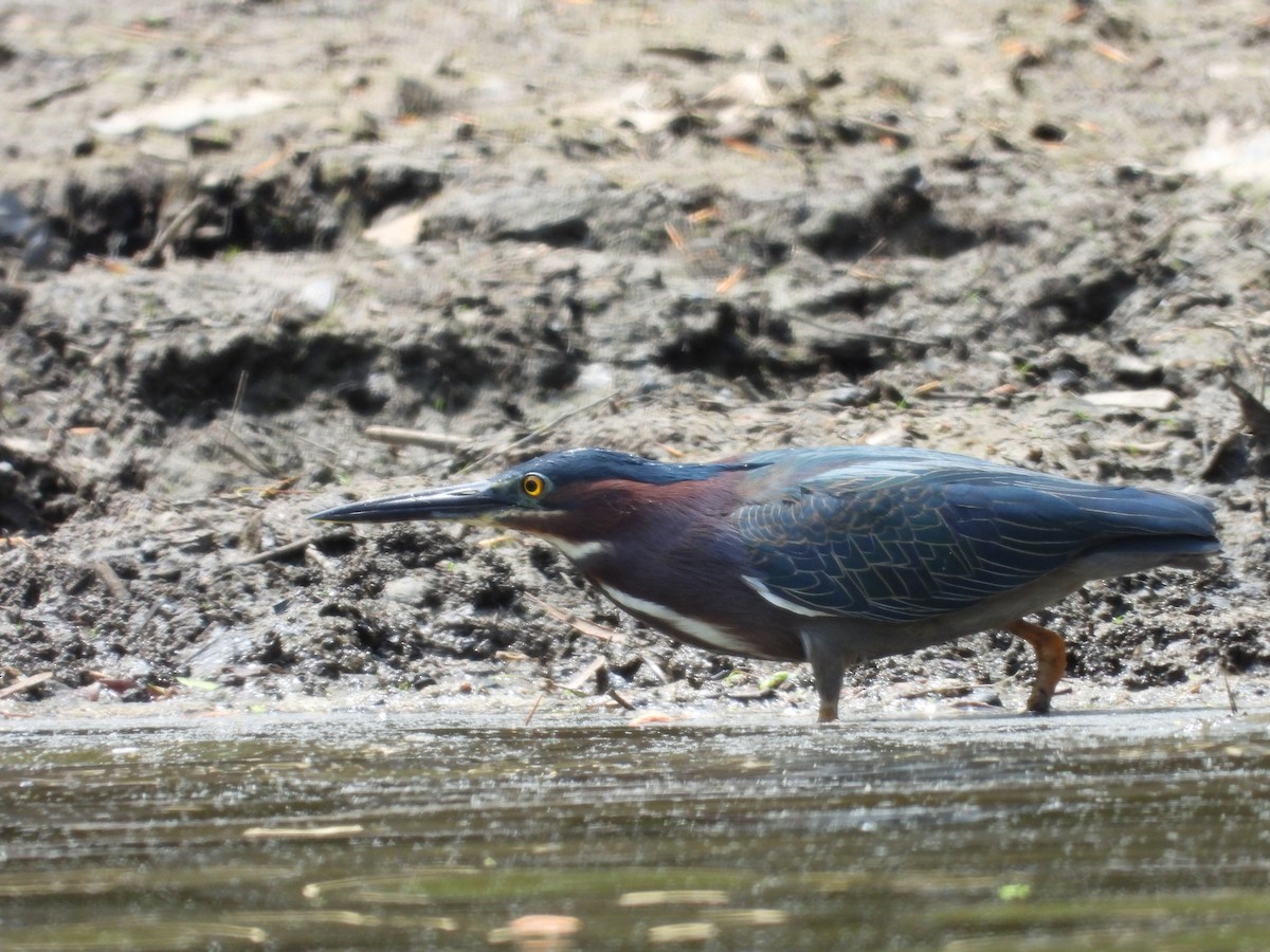 Green Heron - ML617985530