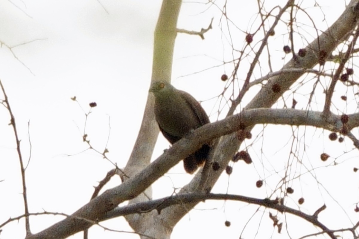 Brown Babbler - ML617985550