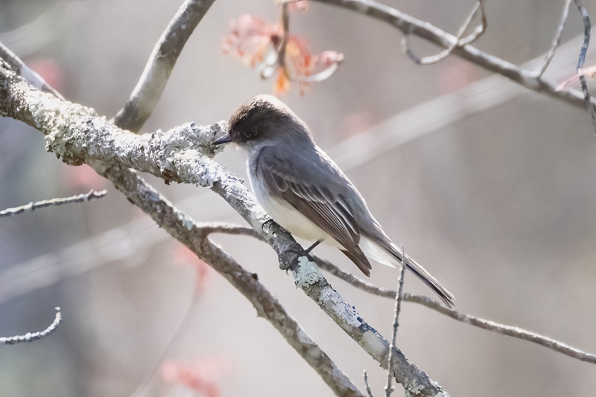 Eastern Phoebe - ML617985570