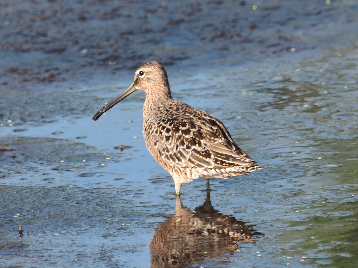 Long-billed Dowitcher - ML617985587
