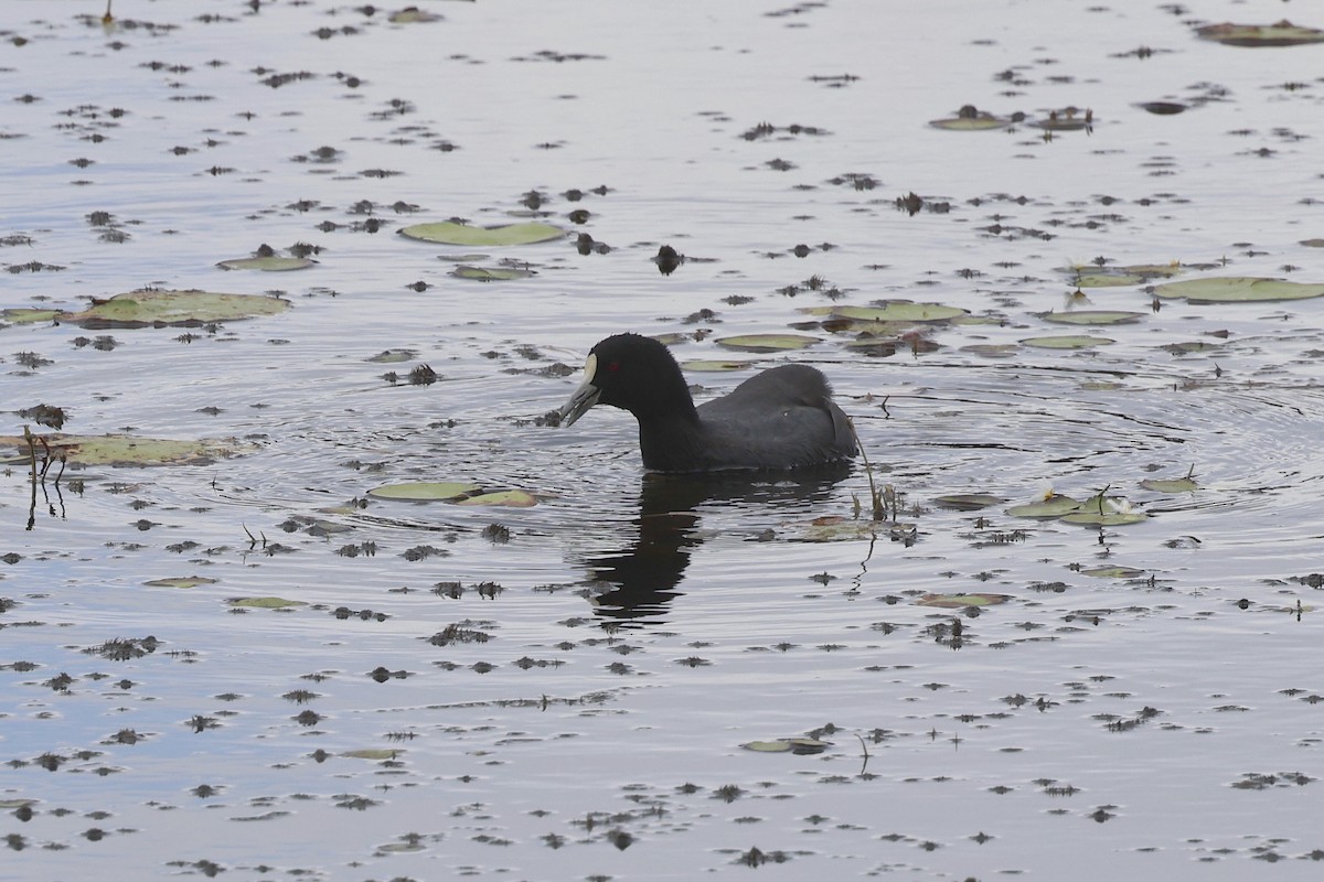 Eurasian Coot - ML617985653