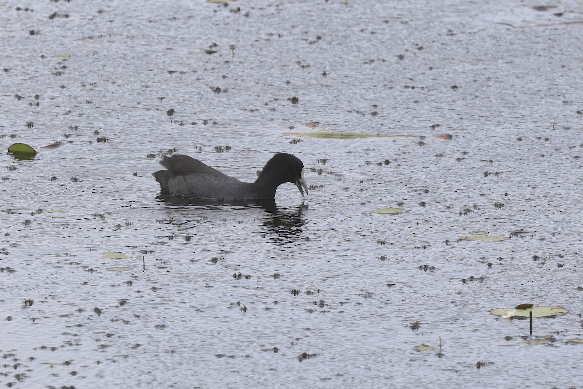 Eurasian Coot - ML617985655