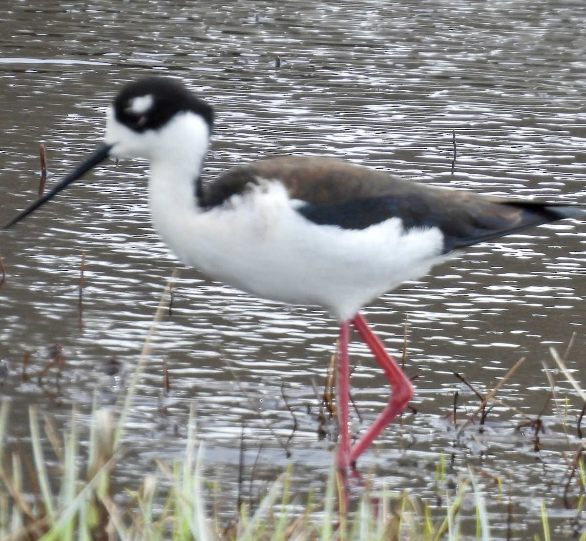 pisila černokrká (ssp. mexicanus) - ML617985661