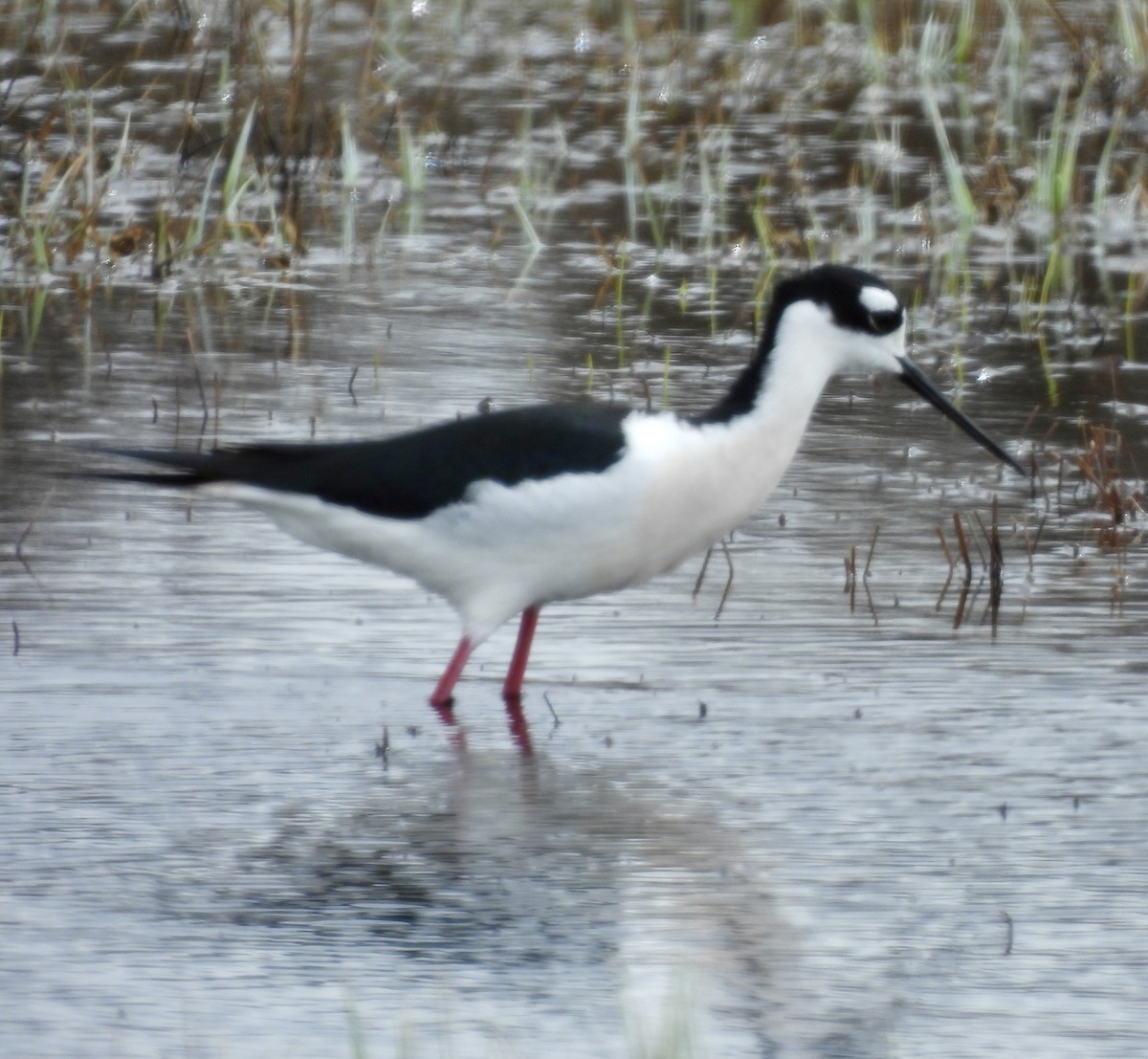 Black-necked Stilt (Black-necked) - ML617985662