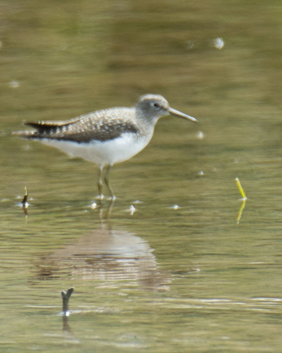 Solitary Sandpiper - ML617985664