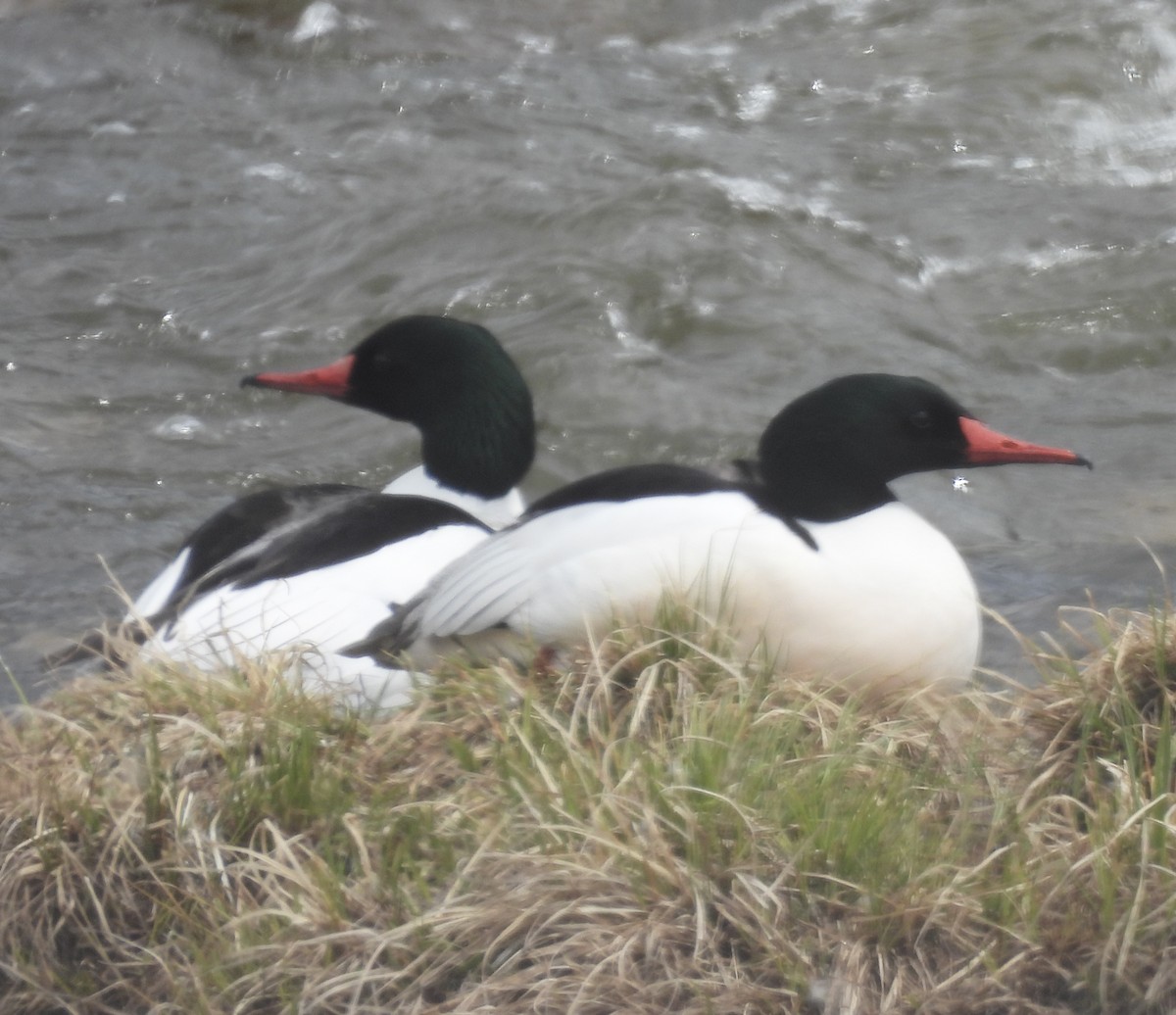 Common Merganser - ML617985683